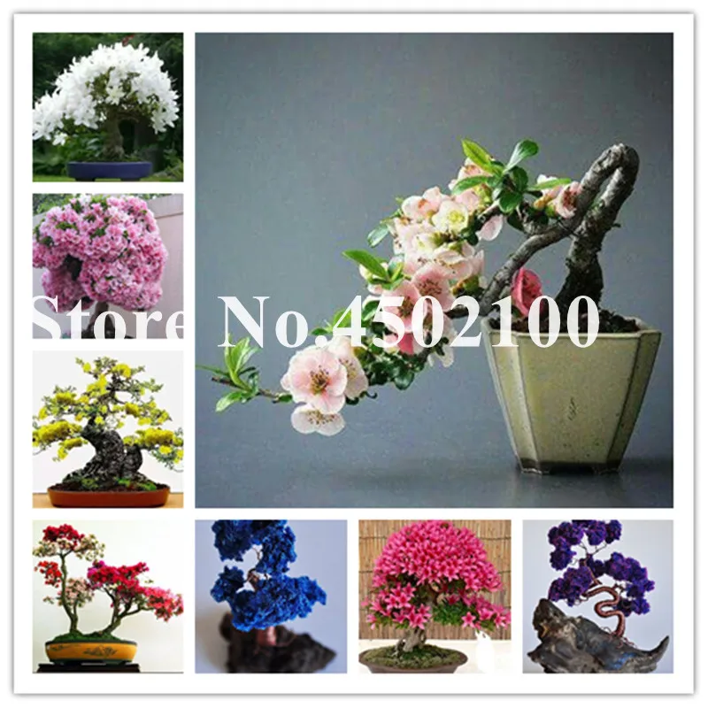 

20 Pcs Sakura Bonsai, Colorful Flower Outdoor, Bonsai plants Cherry Blossoms Office Desktop Flowers Tree For Home Garden