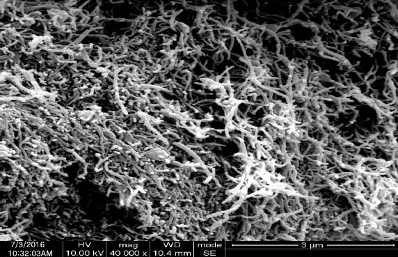 Graphitized SEM