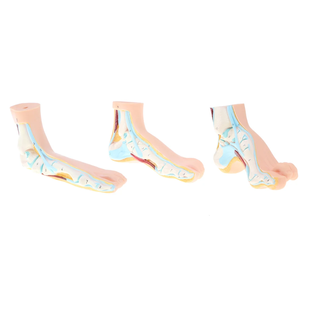 1:1 Human Anatomical Normal, Arched and Flat Foot Model with Ligaments, Nerves and Arteries