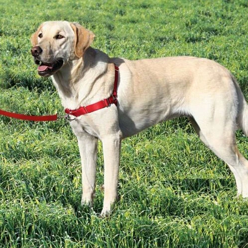 New develop walk easy dog harness front lead no pull