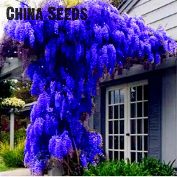 2016 Wisteria bonsai 10pcs/pack rare bonsai wisteria tree bonsai garden ornamental plant flower bonsai Purple