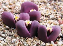 Lithops оптика Rubra Редкие mesembs экзотические сочные живые камни кактус 10
