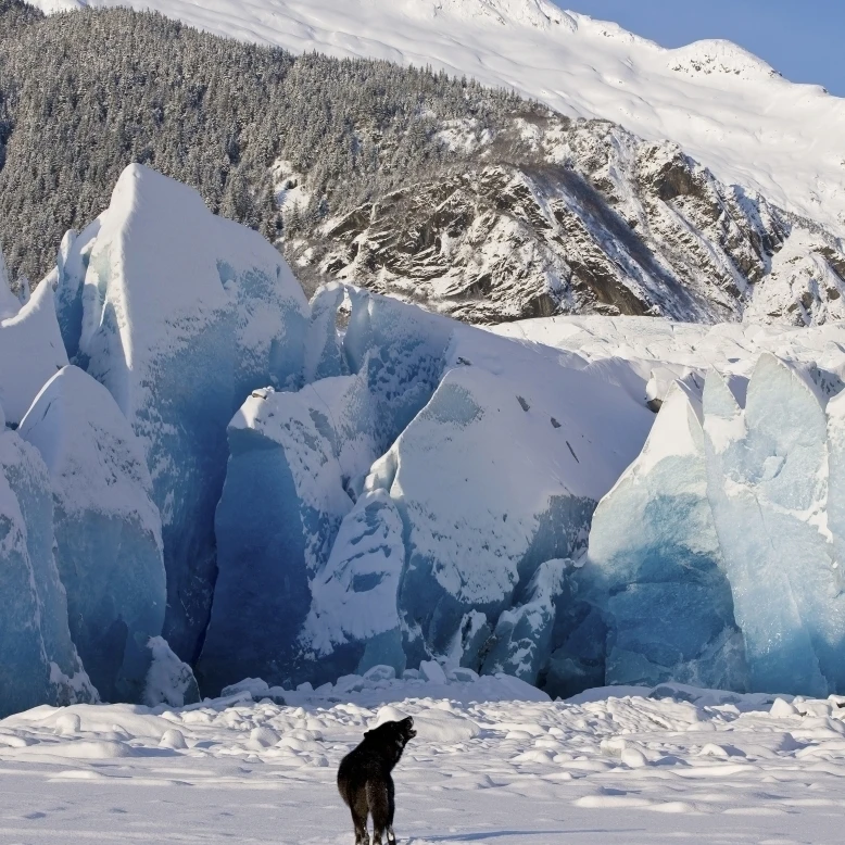 Howling On A Winter Afternoon A Black Wolf Calls Pack At The Face Of Mendenhall Glacier Tongass Forest Alaska (26 x 34)