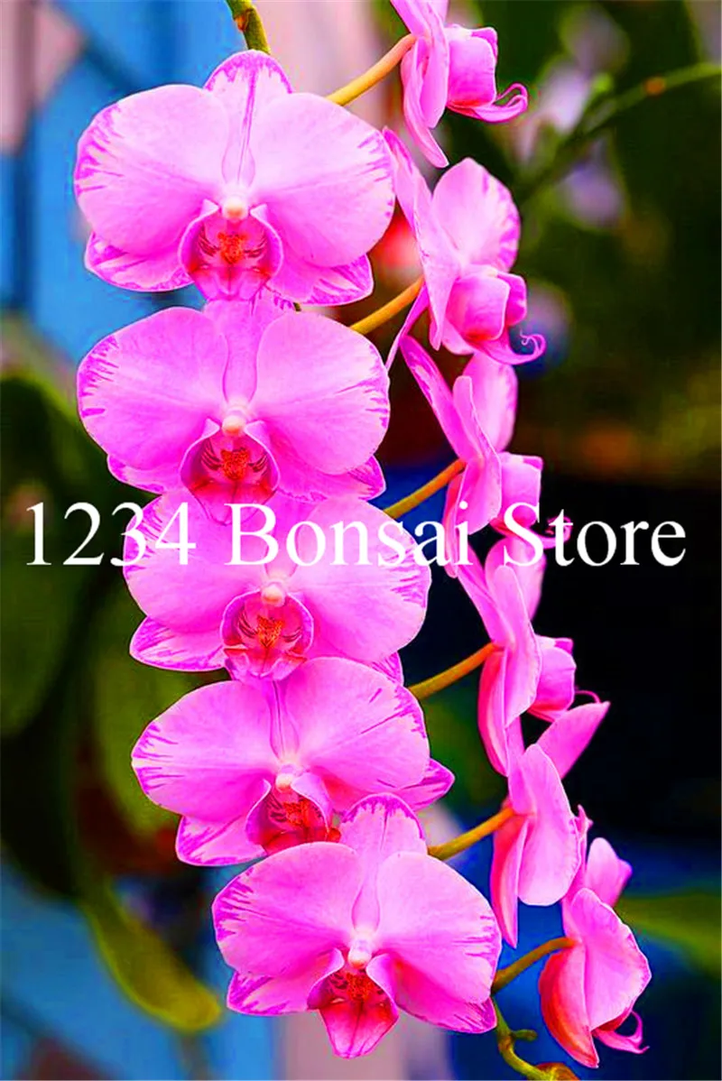 Big Sale!100 pcs Rare Cymbidium orchid Plants African Cymbidiums Plantas,Phalaenopsis bonsai flower Seedling for home garden pot