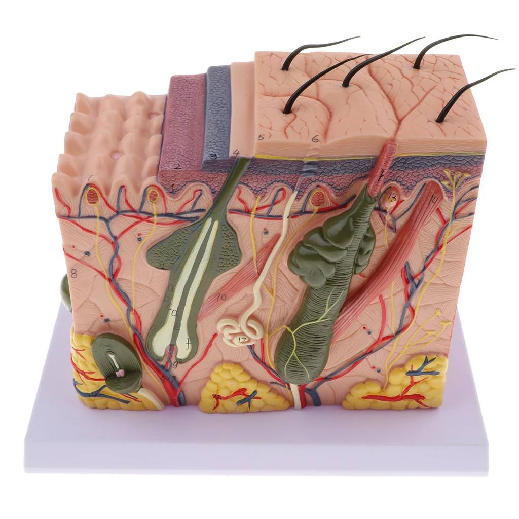 Magnify 70X Human Anatomical Skin Texture Subcutaneous Tissue Dissection Model Anatomy Biology Medical Teaching Aids