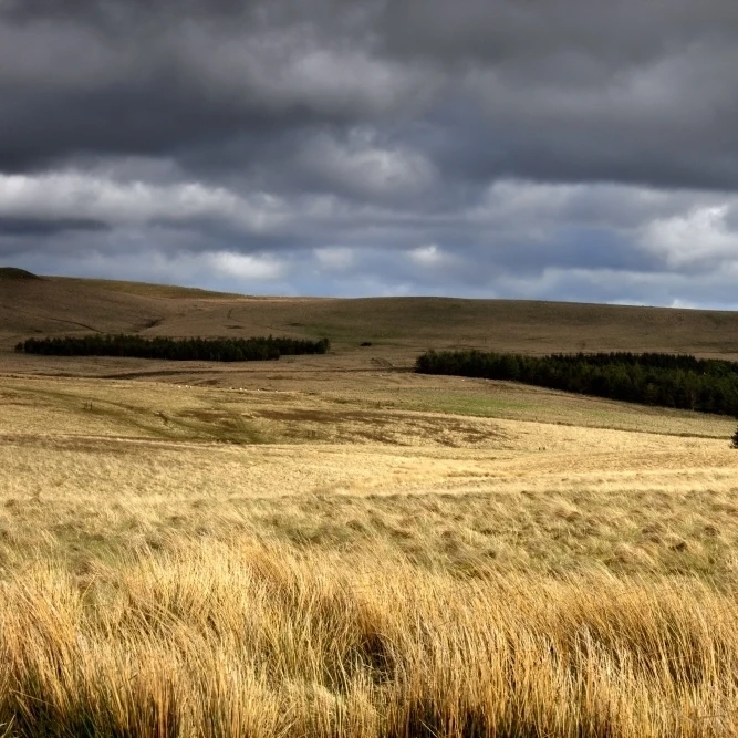 Field Of Wheat With Dark Clouds Overhead  Northumberland  England Poster Print (18 x 12)