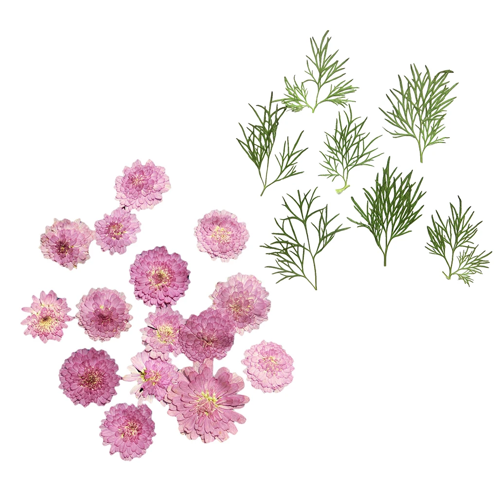 20 pcs Small Pressed Real Dried Flowers Leaves DIY Jewelry Card Album Decor Card Bookmark Album Frame DIY Crafts