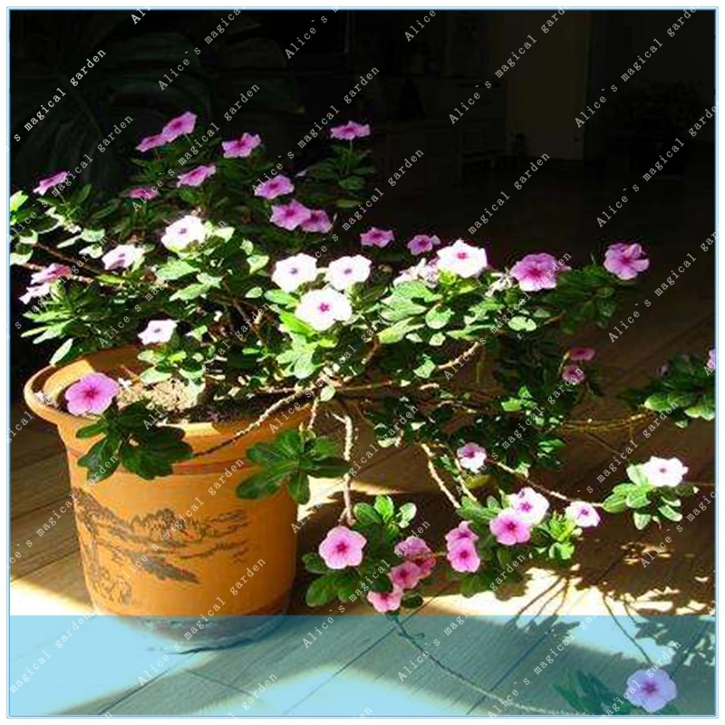 

ZLKING Vinca Rosea Periwinkle Perennial Flowers 100PCS beautiful Flowers Bonsai