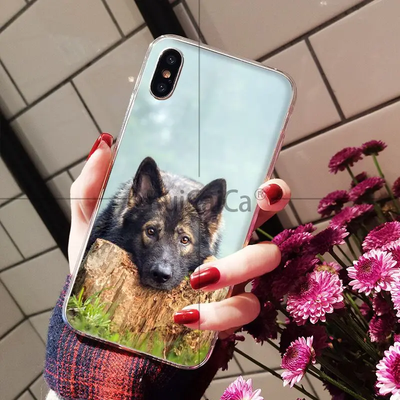 german shepherd dog