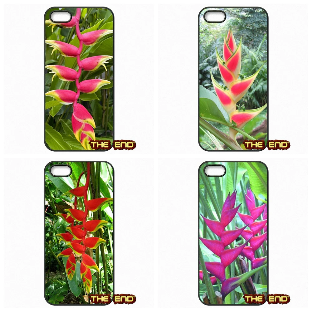 Heliconia Flor popular-buscando e comprando fornecedores