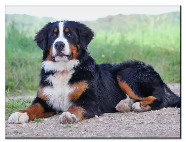 Bernese Mountain Dog