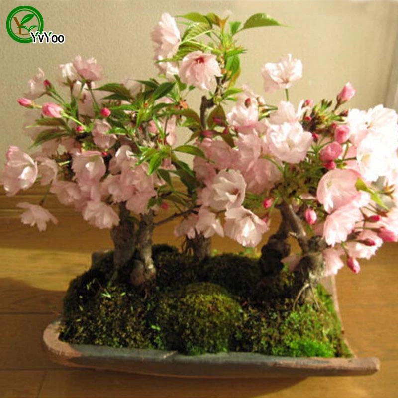 Cherry Blossoms Bonsai Flower Plant Diy Home Garden To 10 Particles Lot