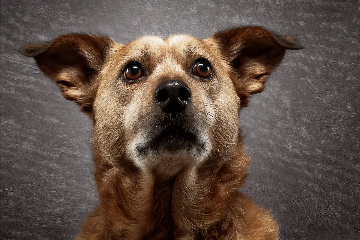 собака фас. самаяидобя собака ая. красивые собаки. акита-ину. японская овчарка акита.