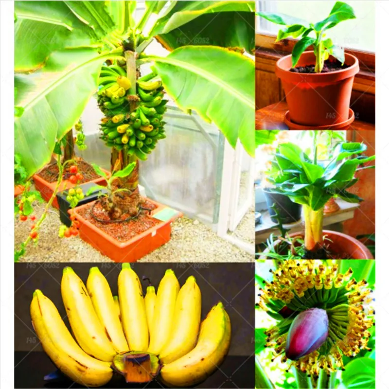 100 pcs bonsai Banana tree plants,dwarf fruit trees,Milk Taste,Outdoor Perennial potted plants For home Garden plants