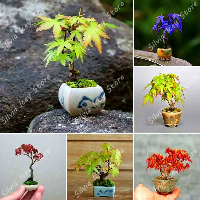 

40Pcs/Bag mini bonsai tree plant colorful leaf maple garden flower family garden decorative plant potted maple planting