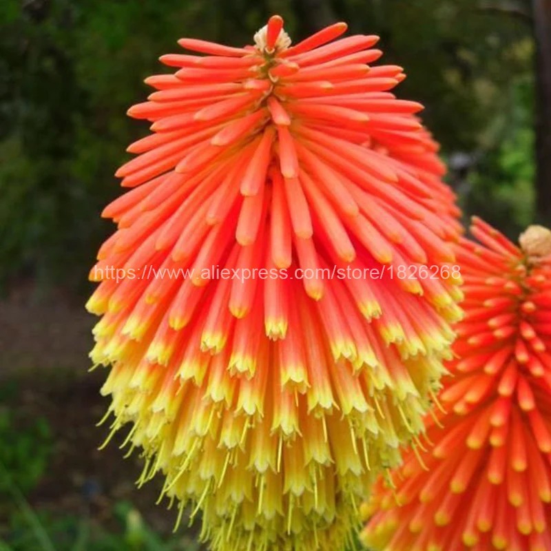

100Pcs/Bag Hot Poker Kniphofia Uvaria Plant Balcony Bonsai Torch Lily Flower Potted Plant for Home Garden Decorative