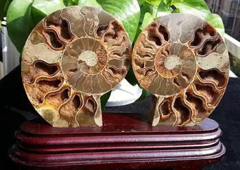 

674g 1Pair Half Cut Ammonite Shell Jurrassic Fossil Specimen Madagascar (015)