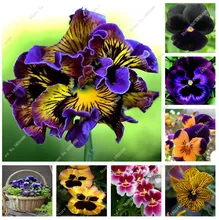 100 pcs  beautiful pansy seeds different Color wavy Viola Tricolor flower seeds bonsai pots DIY home & garden Free Shipping