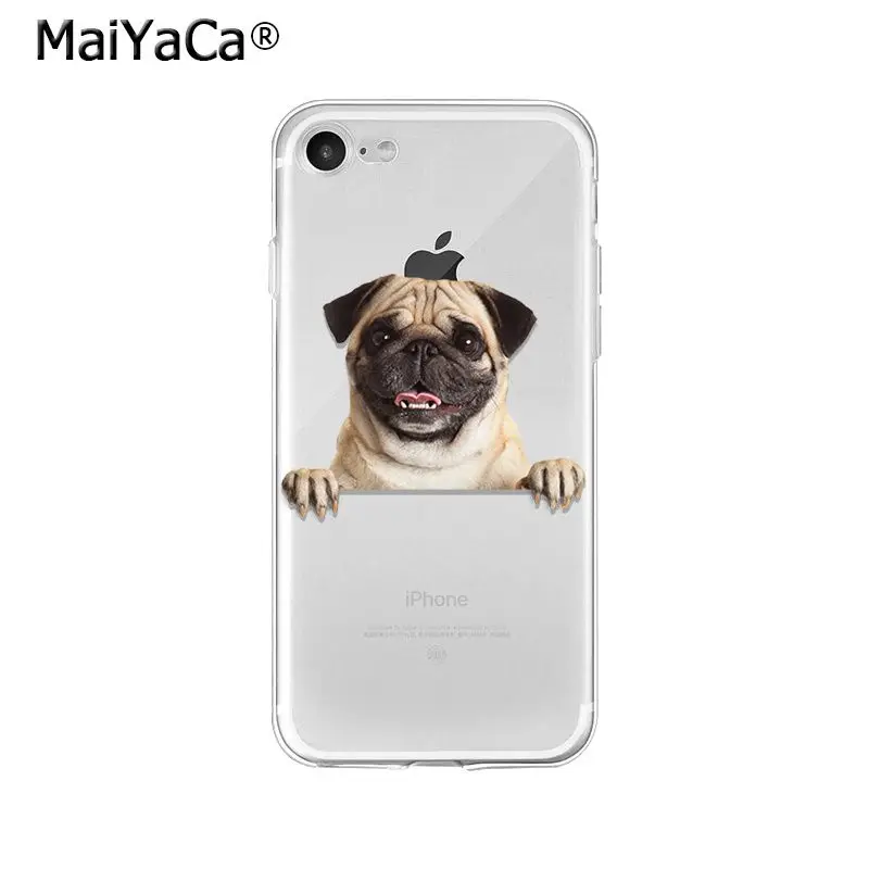Pet Dog Pug puppy