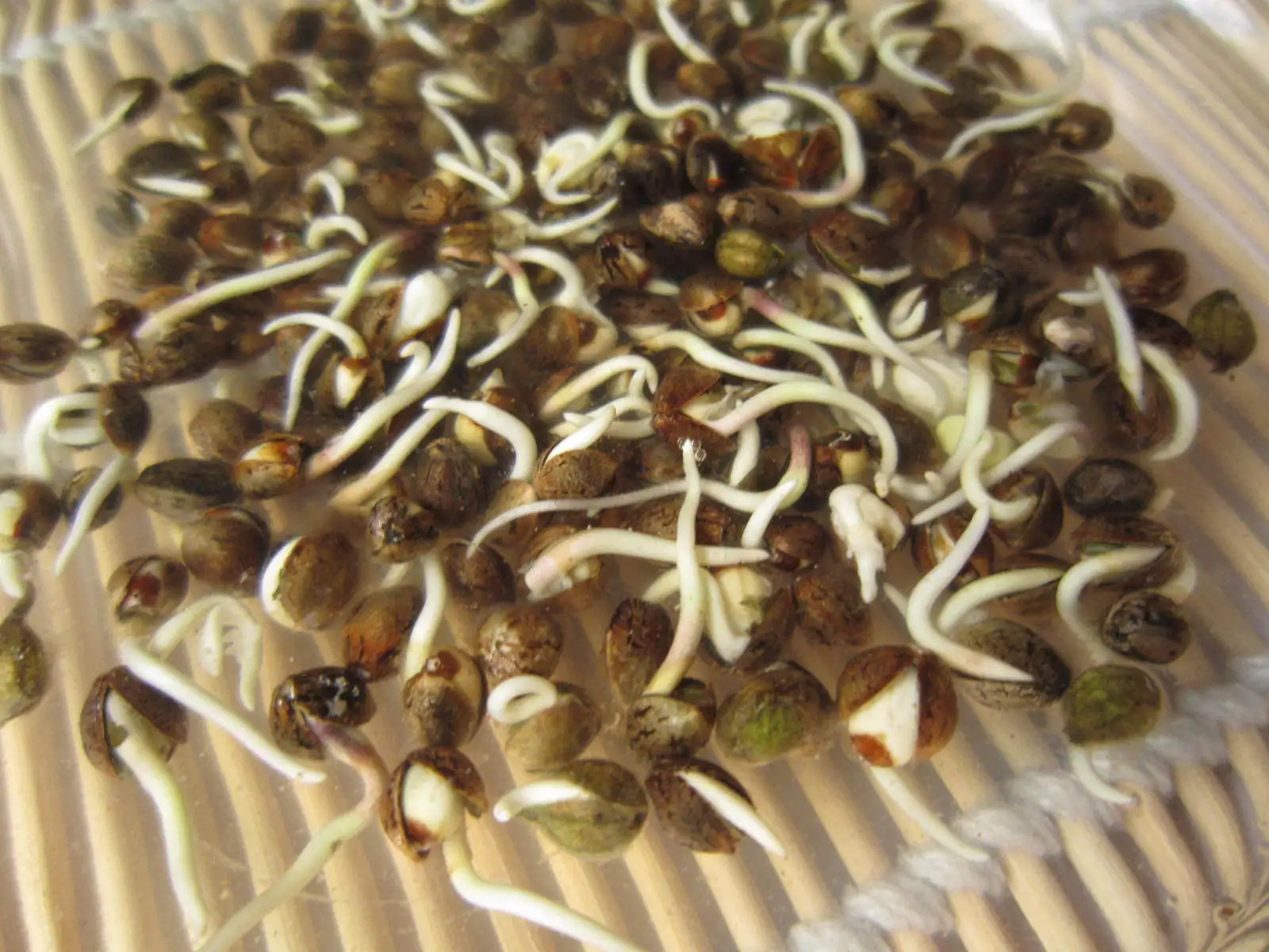 семена марихуаны из китая