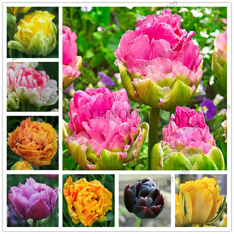 50Pcs Black-Purple Tulip Bulbs Root Flowers Balcony Perennial Home Garden Plants