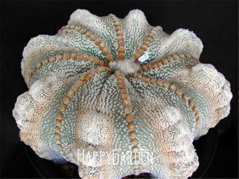 

Time-Limit!!Semillas De Flores 100 PCS/Lot Succulents Raw Stone Cactus bonsai Stems Tetragonia Potted Flowers Fleshy,#OOF1D3