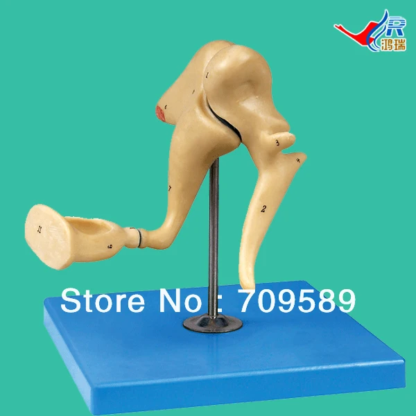 

ISO Auditory Ossicle Model, Anatomical Model