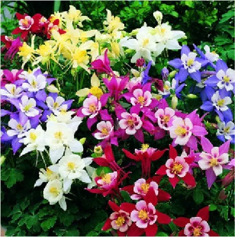 Summer Shade Plants Promotion For Promotional 100 Seeds Pack Mix Columbine Aquilegia Viridiflora Shade Perennial Flowers