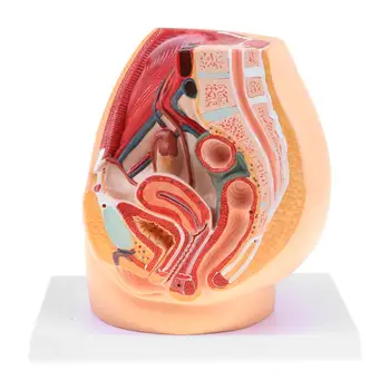 

1:1 Female Pelvic Cavity Reproductive System Model Human Anatomical Model for School Teaching Tool Learning Display Lab Supplies