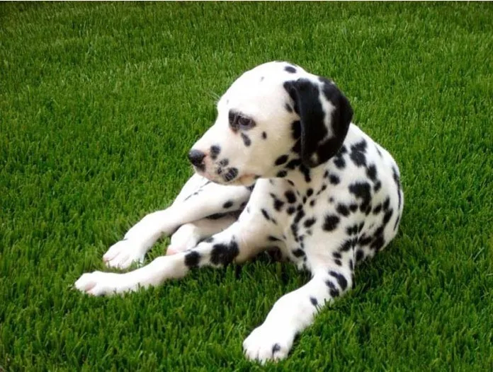 Garden artificial grass (4)
