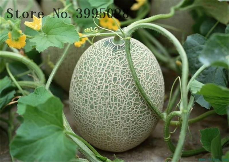 

20pcs Super Big Sweet Honey-dew Melon plants Hami Melon Fruit plants Heirloom Succulent Plants Cantaloupe For Garden .