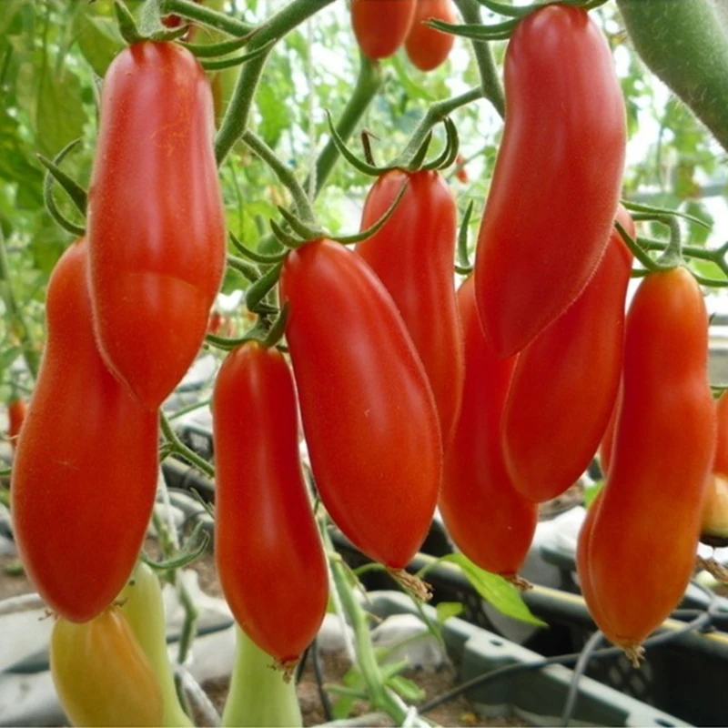 20 Red Bananas Tomatoes Seeds giant vegetable seeds Super Sweet Garden