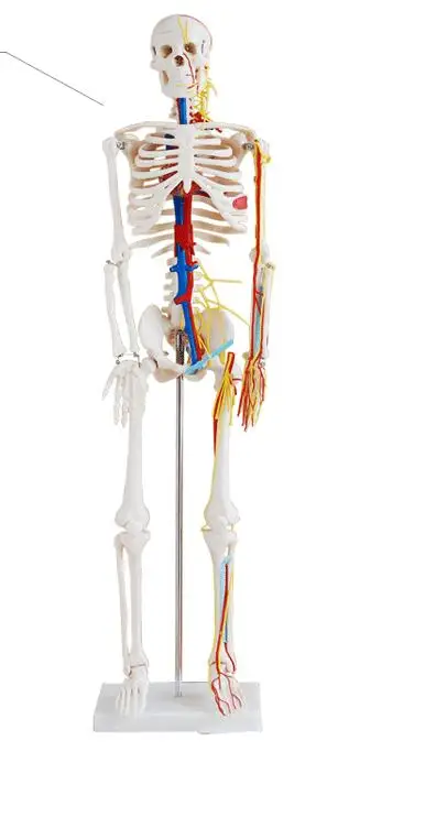 4-85cm-1