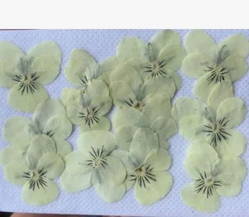 

120pcs Dried Pressed Cream White Pansy Corydalis Suaveolens Hance Flower Plants Herbarium For Jewelry Pendant Earrings Making