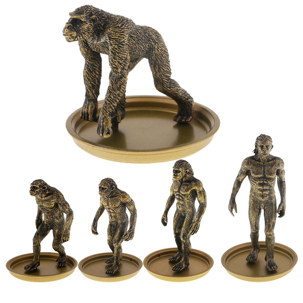 Simulation Human Evolution Ape Monkey Man Models Figures