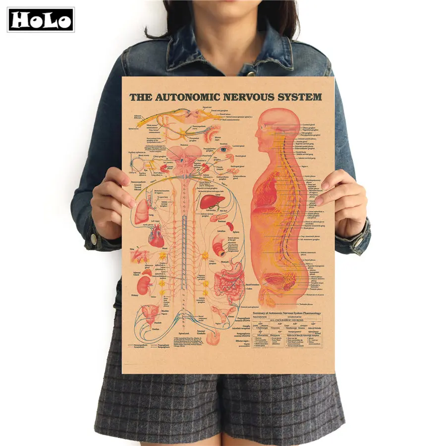 Человеческого тела вегетативную нервную систему Структура схема изображение Винтаж крафт Бумага постер 42x30 см FRD013