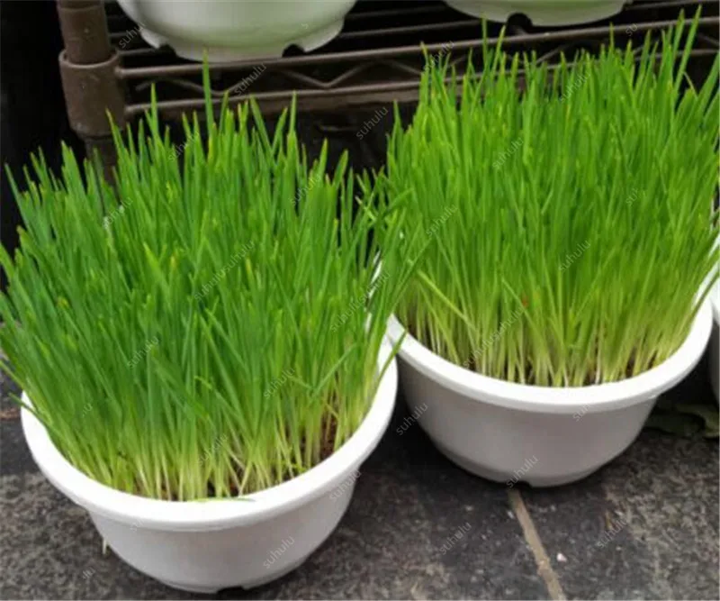 Free Shipping 1000 pcs Cat Grass Bonsai Foliage Plant Bonsai Wheat Grass Mint Smell Superior Cat Food For Your Pet Easy To Grow Free Shipping 1000 pcs Cat Grass Bonsai Foliage Plant Bonsai Wheat Grass Mint Smell Superior Cat Food For Your Pet Easy To Grow