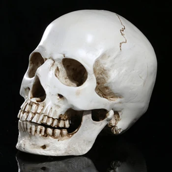 

Halloween Toys 3D head Shape Resin collectibles For Halloween Supplies DIY Party Haunted Skulls House Decor