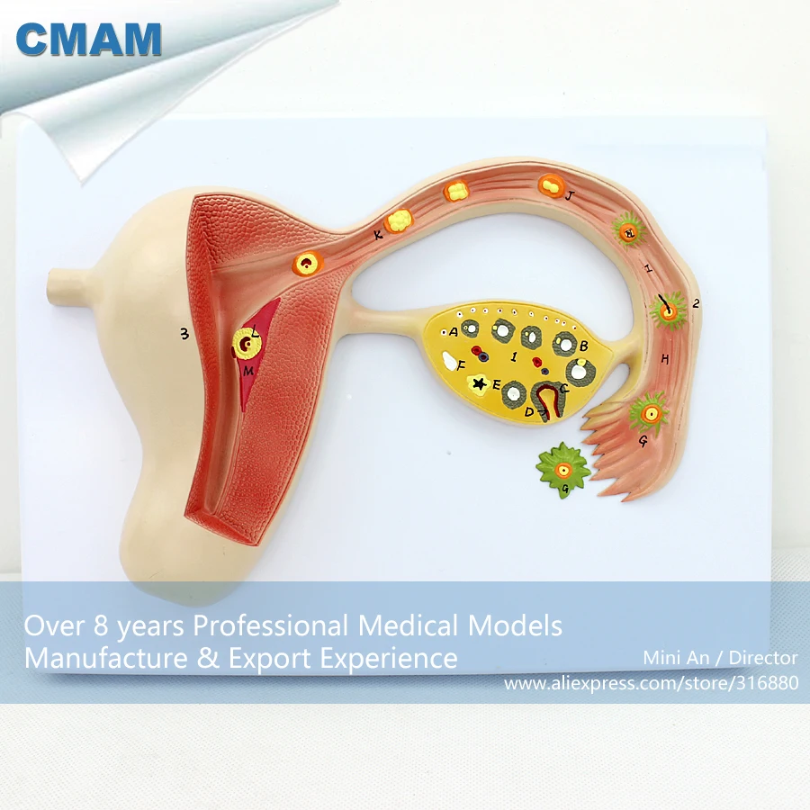 12454 CMAM-ANATOMY16 Human Fertilized Egg Development Anatomical Model, Medical Science Educational Teaching Anatomical Models 12454 CMAM-ANATOMY16 Human Fertilized Egg Development Anatomical Model, Medical Science Educational Teaching Anatomical Models