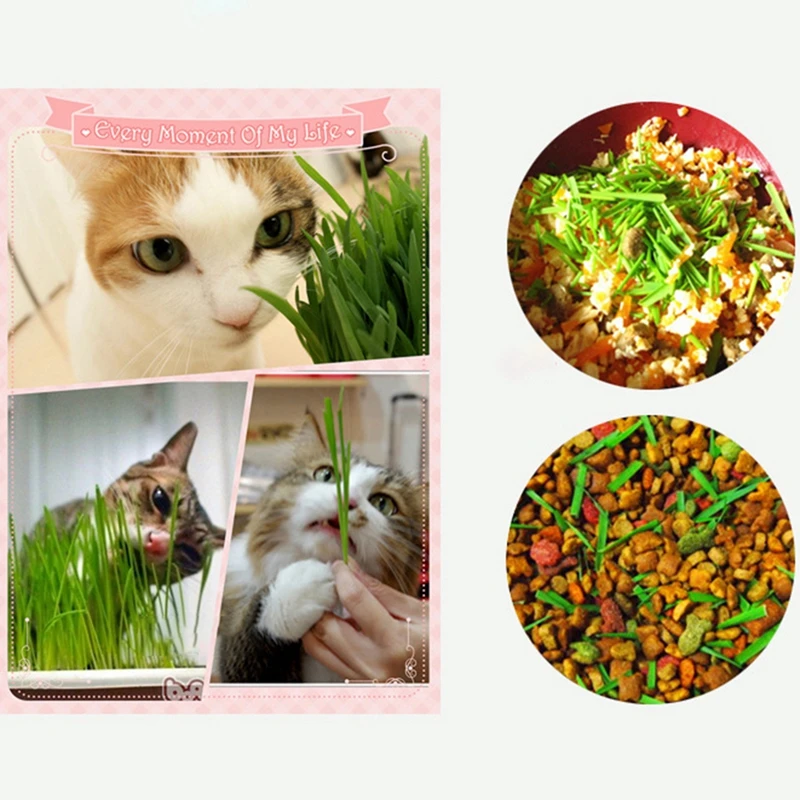 

Pet DIY Snacks Toy Indoor Cat Grass Seeds Grow Kit Special Cat Healthy Treats Toys-Cat Grass, Catnip, Crystal Mud Balls