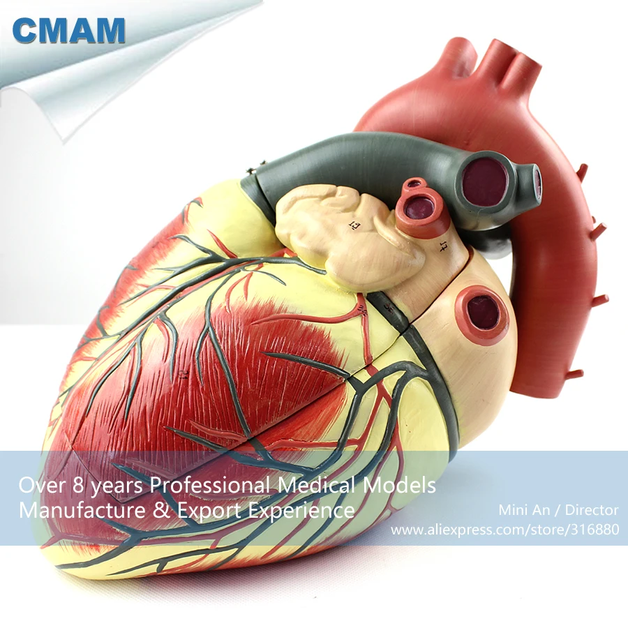 Buy 12485 CMAM HEART09 Numbered Human Heart Anatomy w