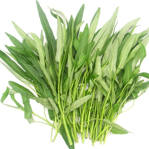 

20 pcs water spinach , green vegetable easy to grow