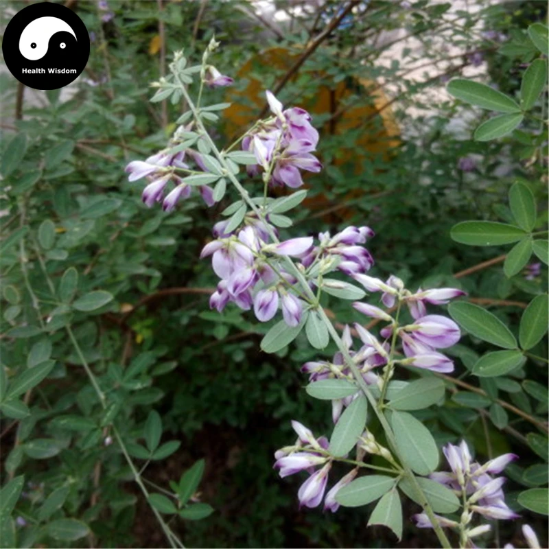 

Buy Lespedeza Semente 50pcs Plant Lespedeza Bicolor Tree For Hu Zhi Zi