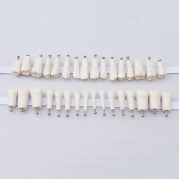 

Permanent Teeth With Straight Roots Teeth Model