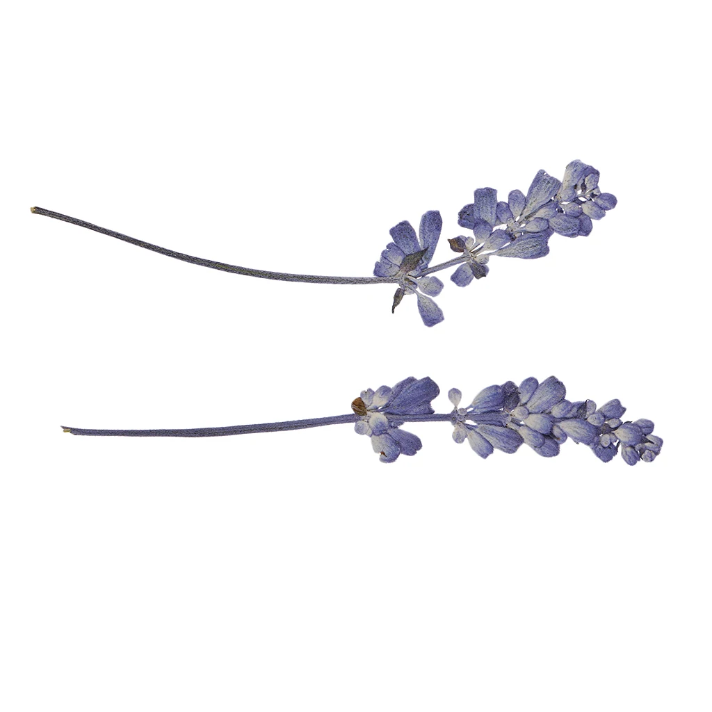 MagiDeal 20x Pressed Dried Flowers Real Babysbreath Sage DIY Scrapbooking Arts Crafts Fake Flowers for gift packaging DIY Craft 