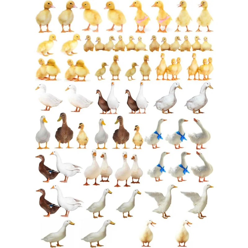 

2 PCS Ducklings and Ducks Uncut Sticker Kawaii Stationery Cute Post It Sticky Notes Planner Stickers School Office Decor