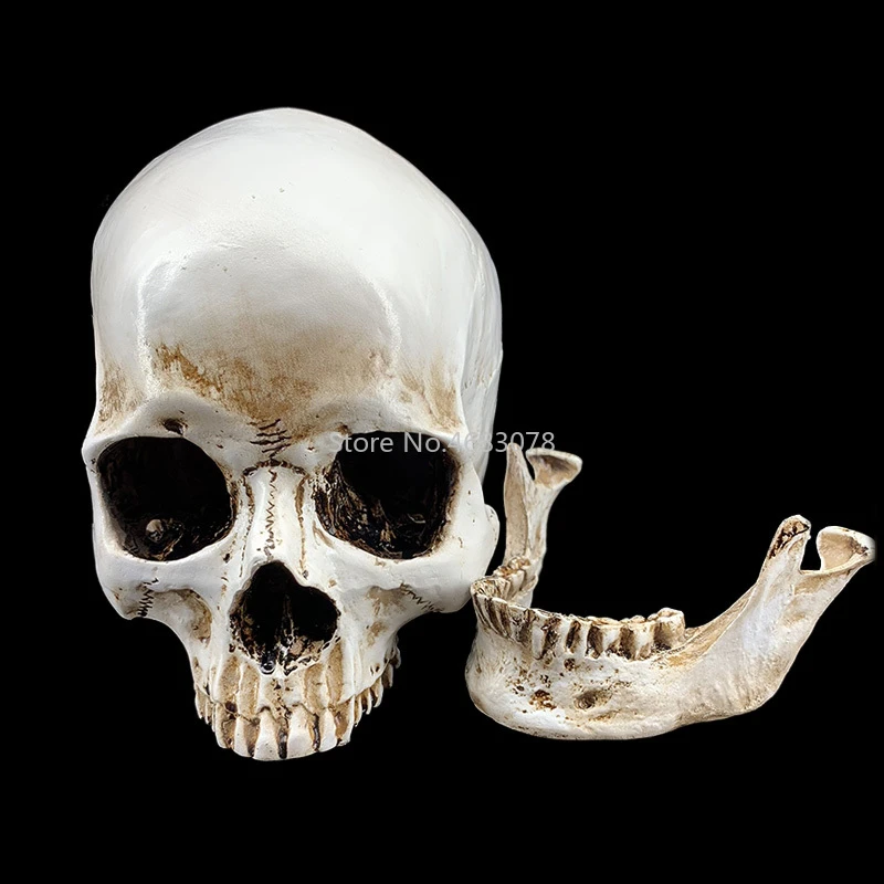 1 1 Human Skull Model Resin Skull Medical Skull Art Imitating Ancient Skull Model x14x16cm Medical Science Aliexpress 1 1 Human Skull Model Resin Skull Medical Skull Art Imitating Ancient Skull Model x14x16cm Medical Science Aliexpress