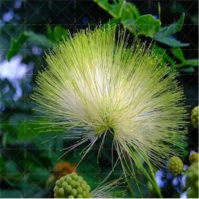 New Arrival 20Pcs Rainbow Acacia bonsai plants,Beautiful