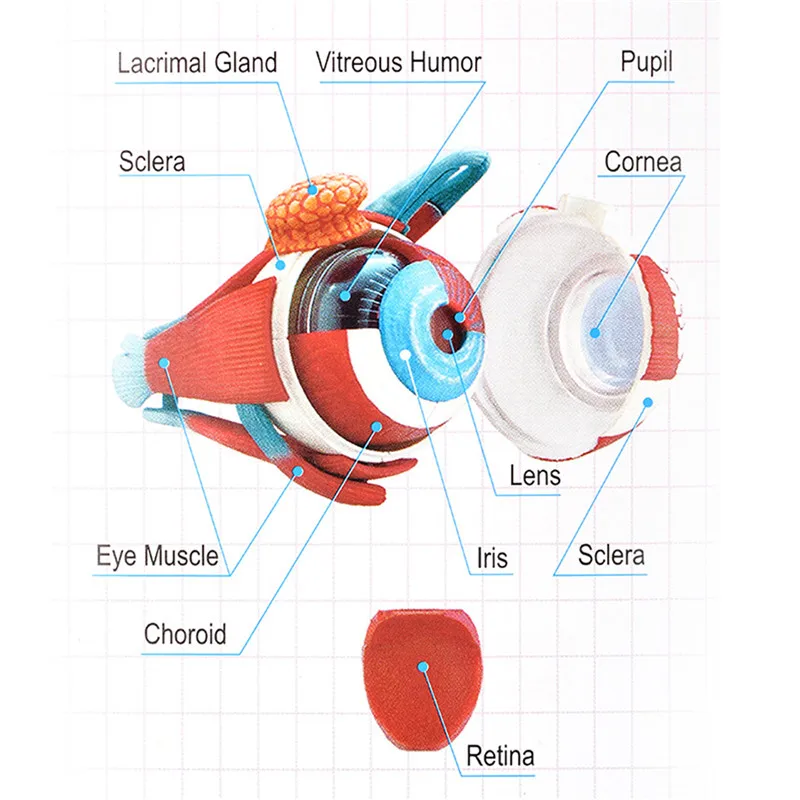 4D анатомическая модель глаза человека анатомия медицинская наука глаз мяч модель школы образовательные человеческие глаза Обучающие аксессуары часть новая