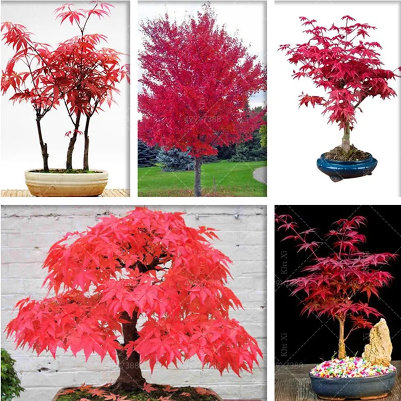 

50 Pcs Japanese Red Maple Foliage Plants Garden Flower plants, office desktop Bonsai Plantas Natural Growth Decoration bonsai